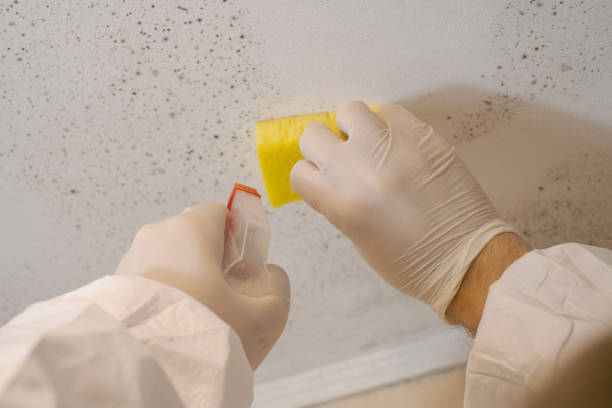 Environmental Consulting for Mold Prevention in Scott City, KS