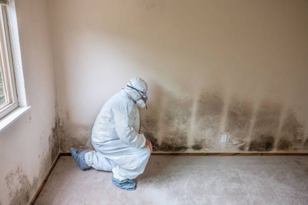 Best Basement Mold Removal  in Scott City, KS